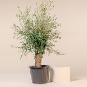OEU-MAT Olea europaea - Mature