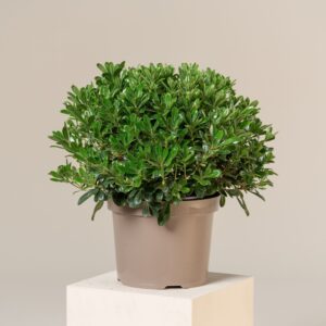 PTN Pittosporum tobira 'Nanum'