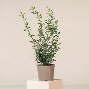 SCO Sarcococca confusa