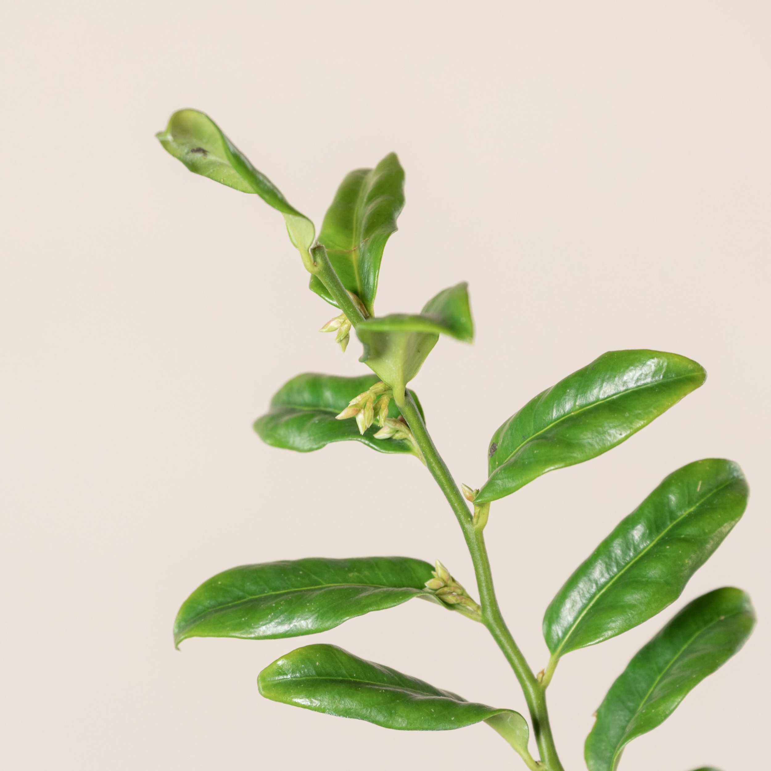 SCO Sarcococca confusa