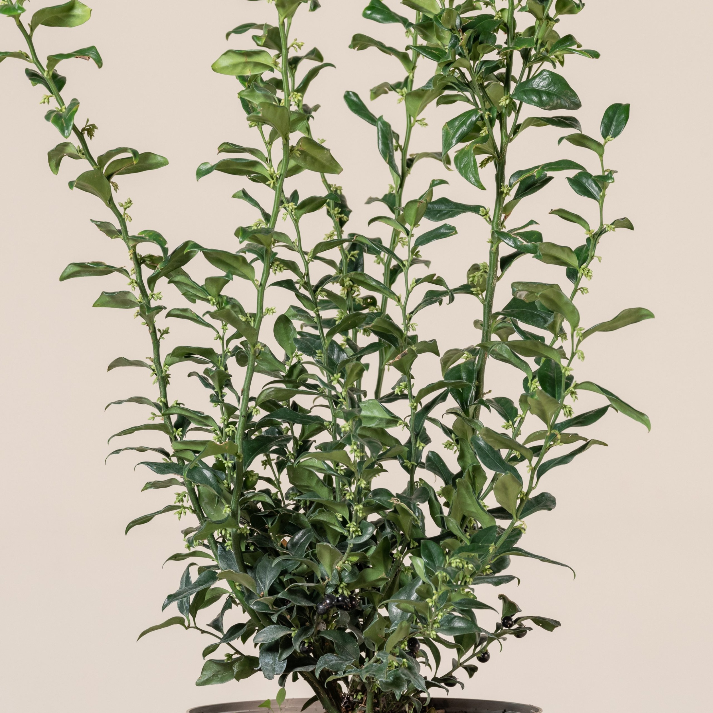 SCO Sarcococca confusa