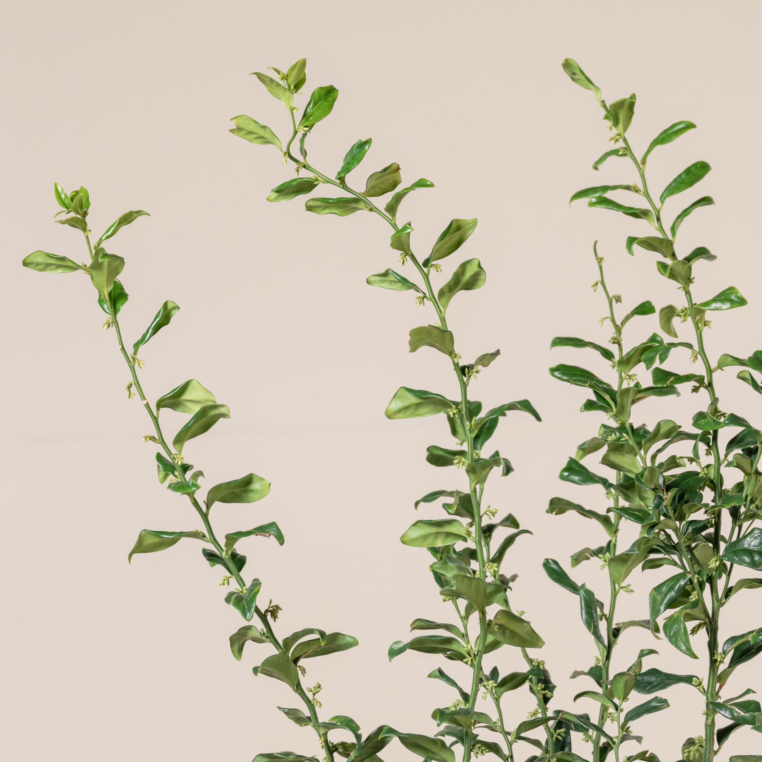 SCO Sarcococca confusa