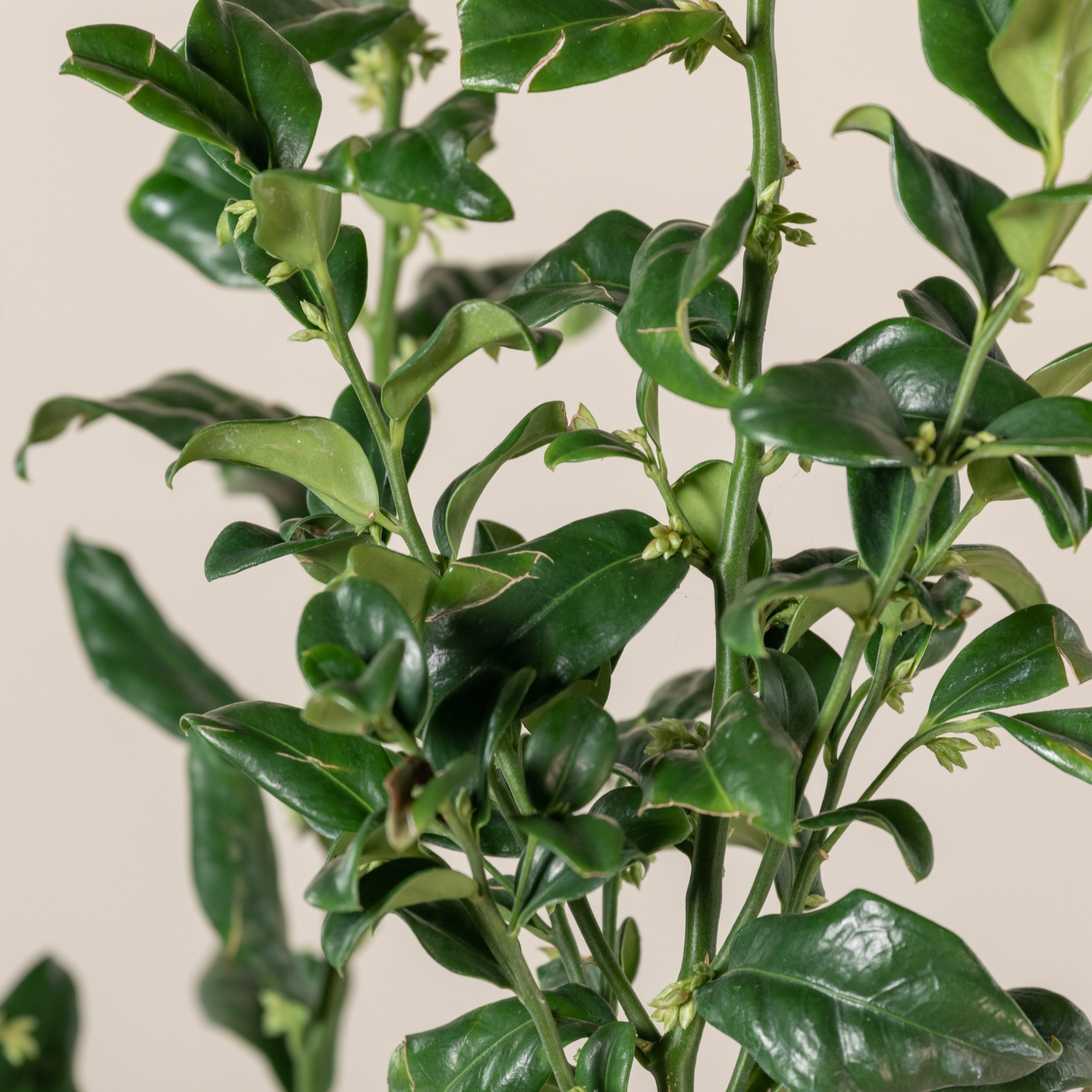 SCO Sarcococca confusa