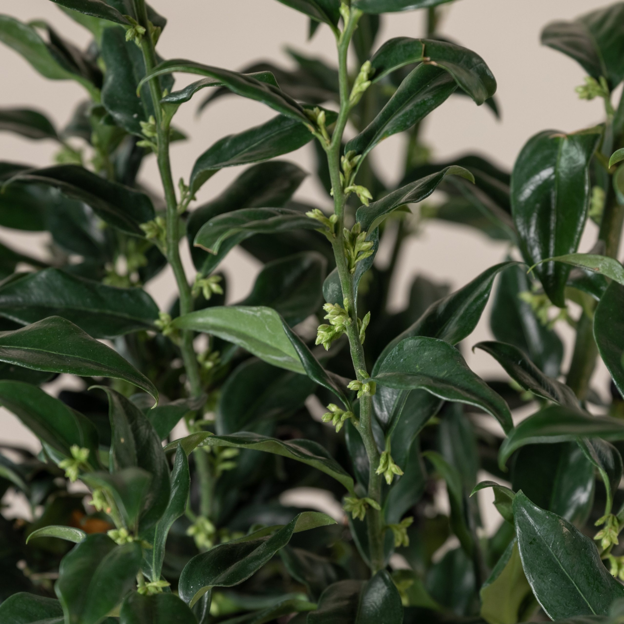 SCO Sarcococca confusa