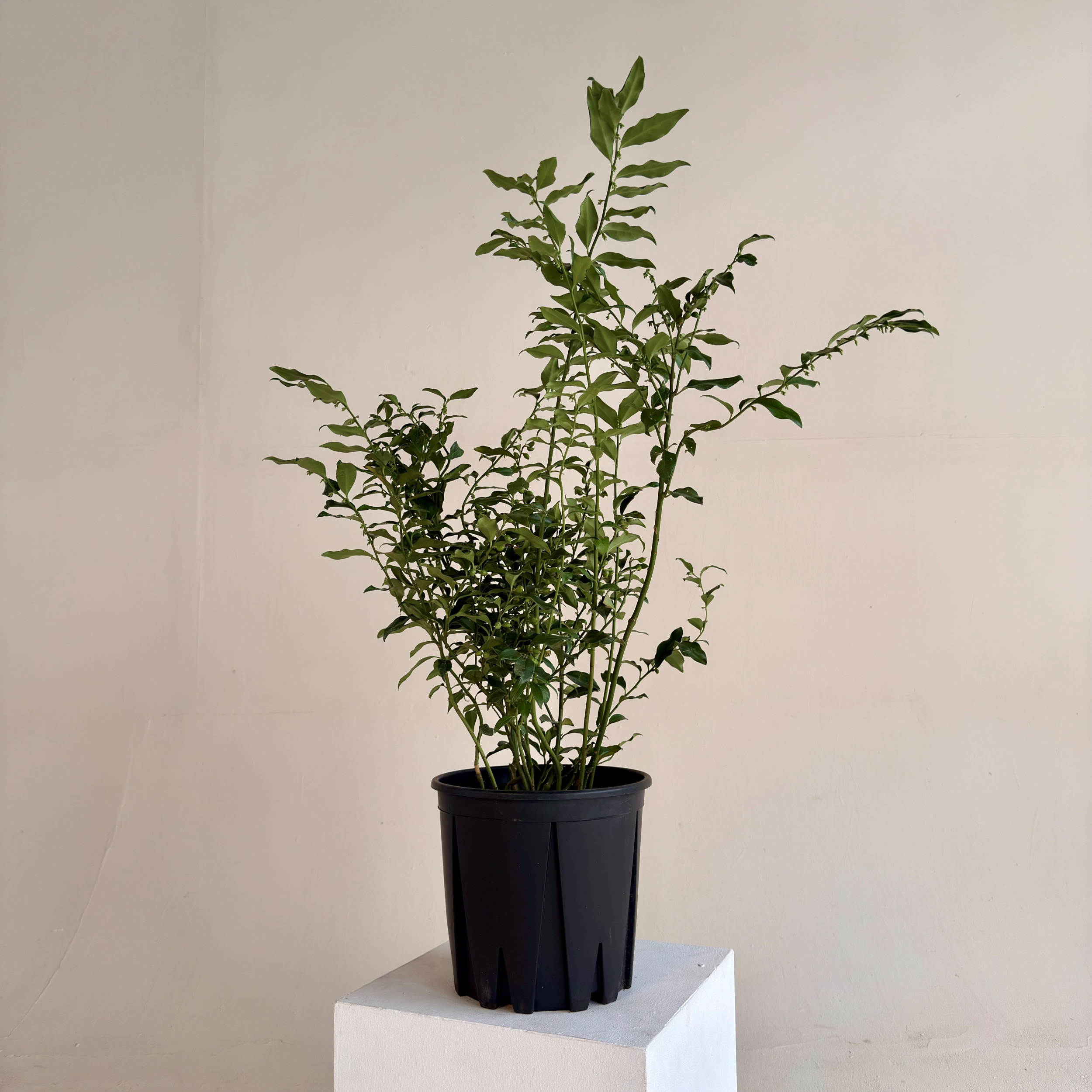 SCO Sarcococca confusa