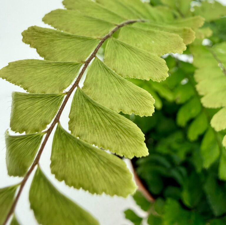 Adiantum raddianum ‘Fritz Lüthi’