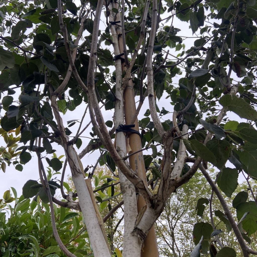 Betula utilis