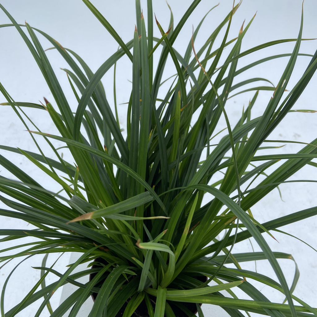 Carex morrowii 'Irish Green'