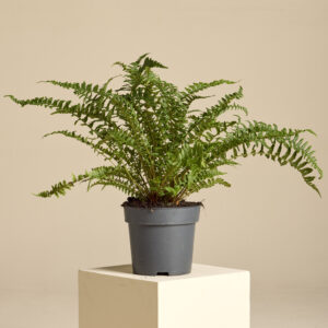 Dryopteris affinis 'Pinderii'