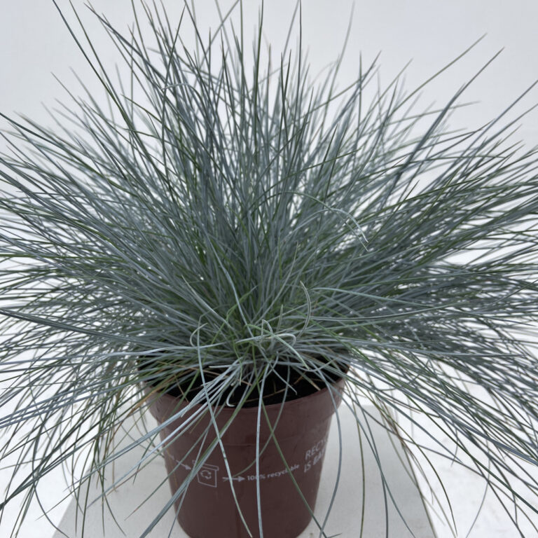 Festuca glauca ‘Intense Blue’