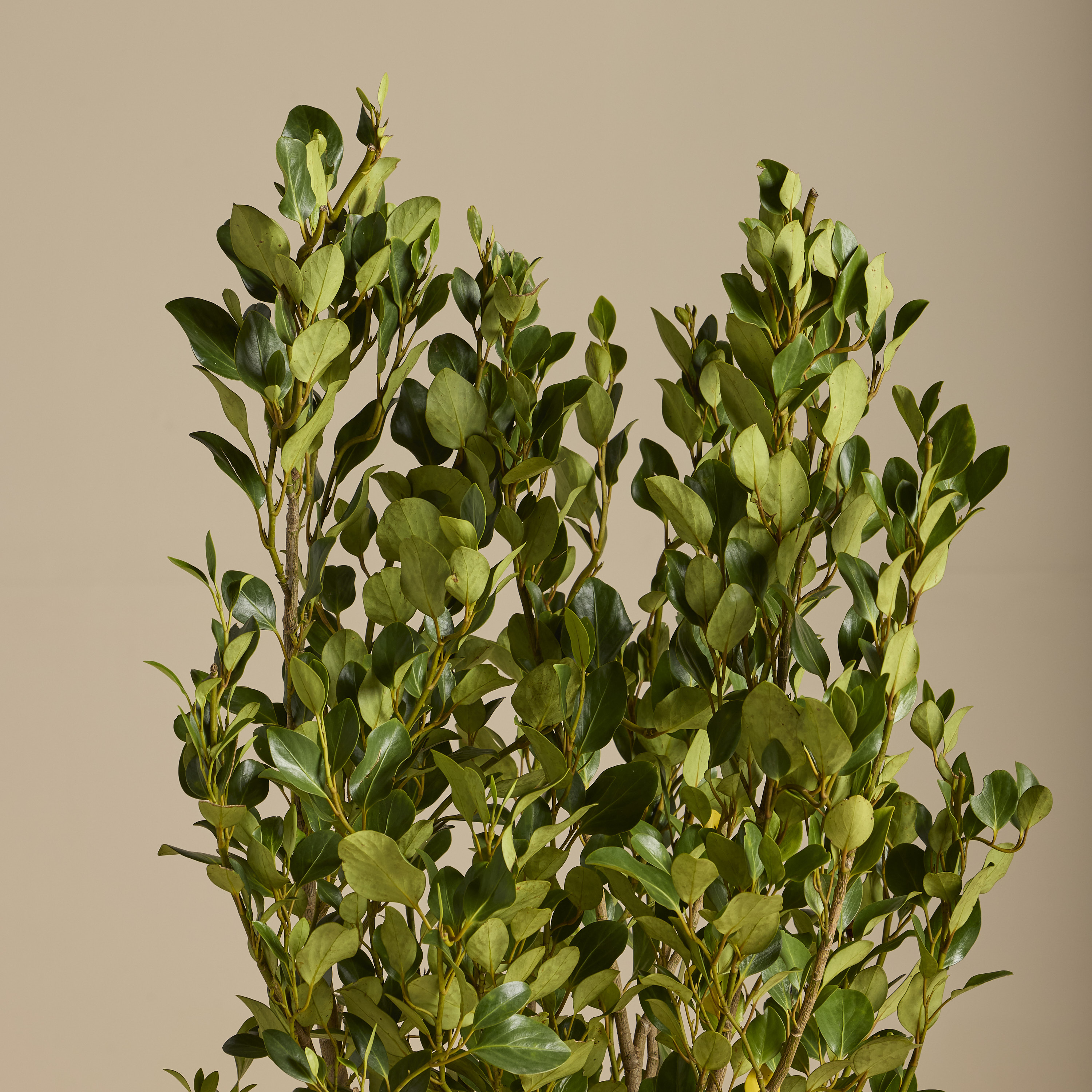 Griselinia littoralis 'Green Horizon' - Image 2