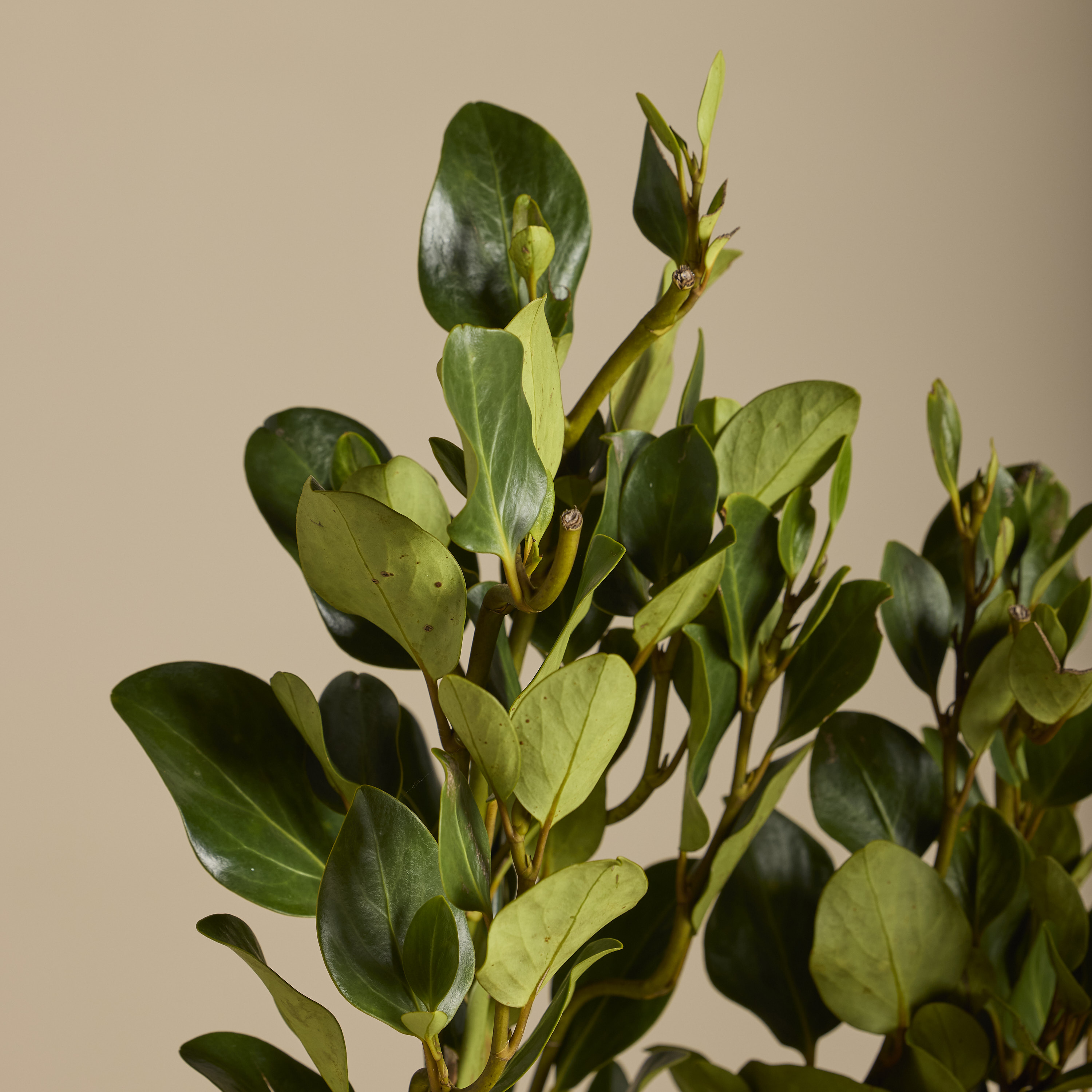 Griselinia littoralis 'Green Horizon' - Image 3
