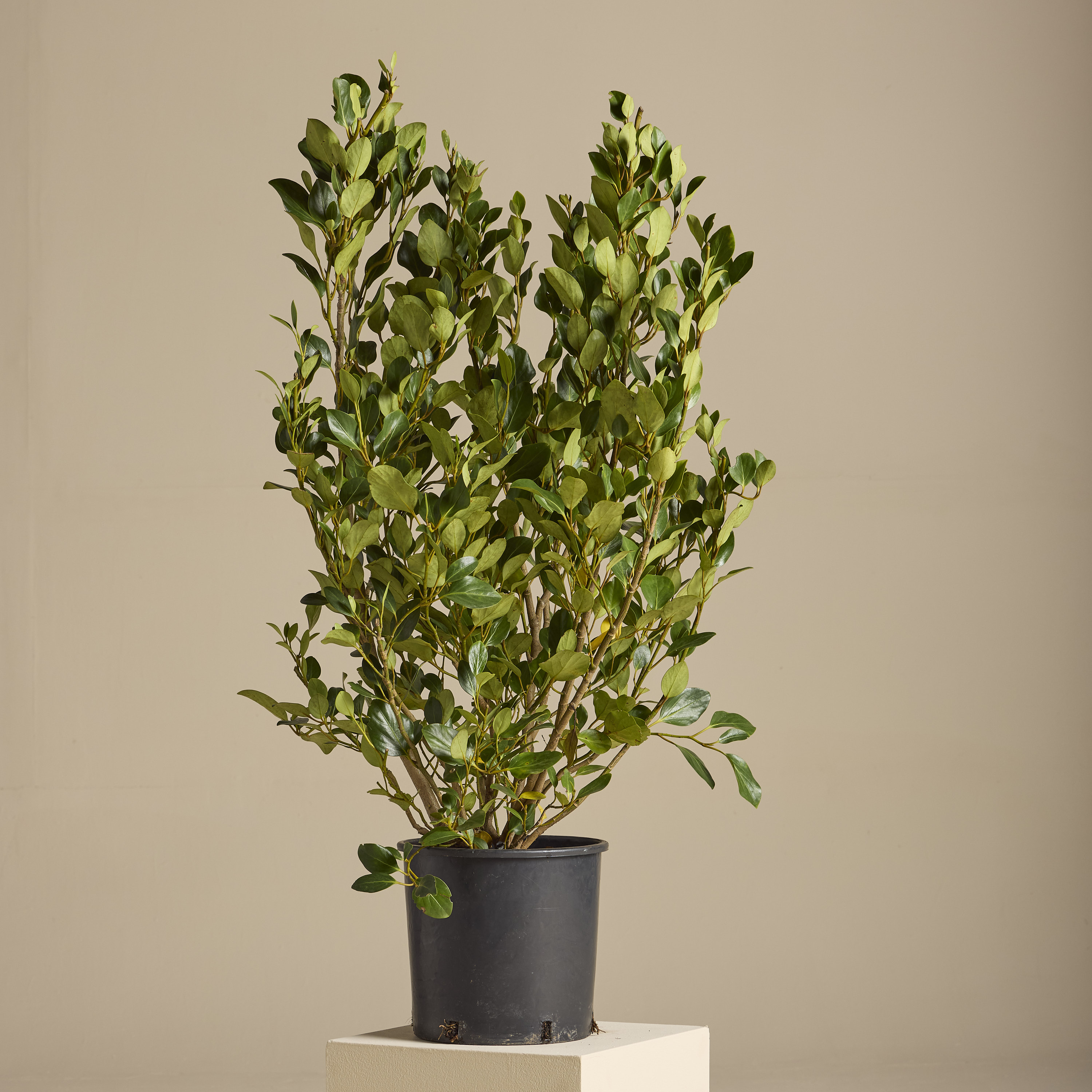 Griselinia littoralis 'Green Horizon'