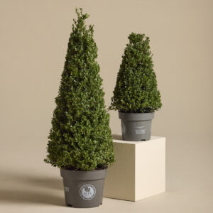 Ilex crenata 'Dark Green' - Cone