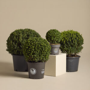 Ilex crenata 'Dark Green'