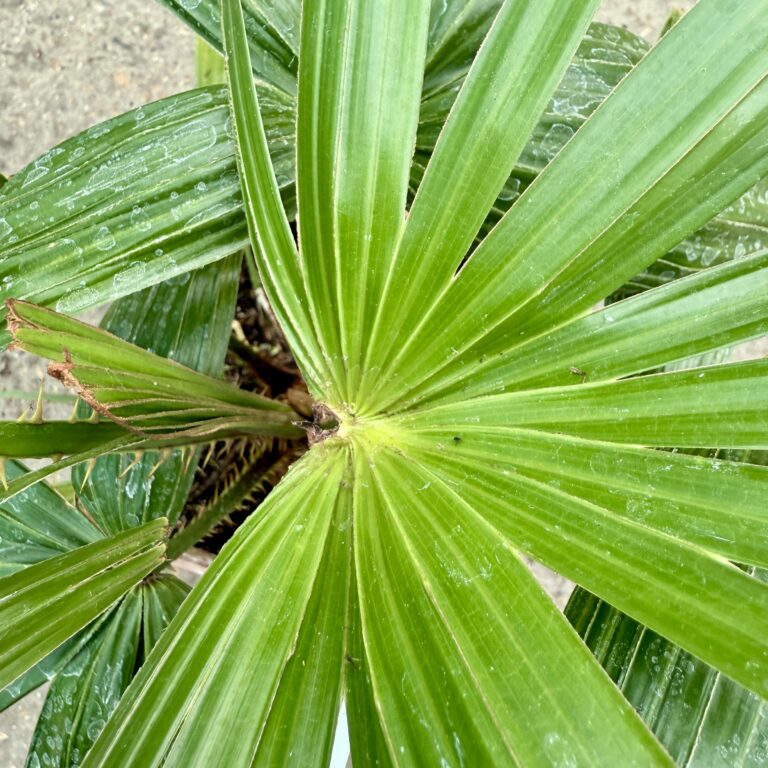 Livistona australis