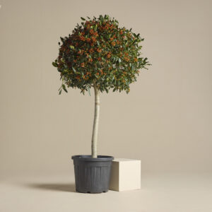 Ilex mutchagara 'Nellie R Stevens' - Half Standard