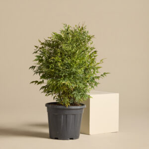 Nandina domestica 'Magical Lemon and Lime'