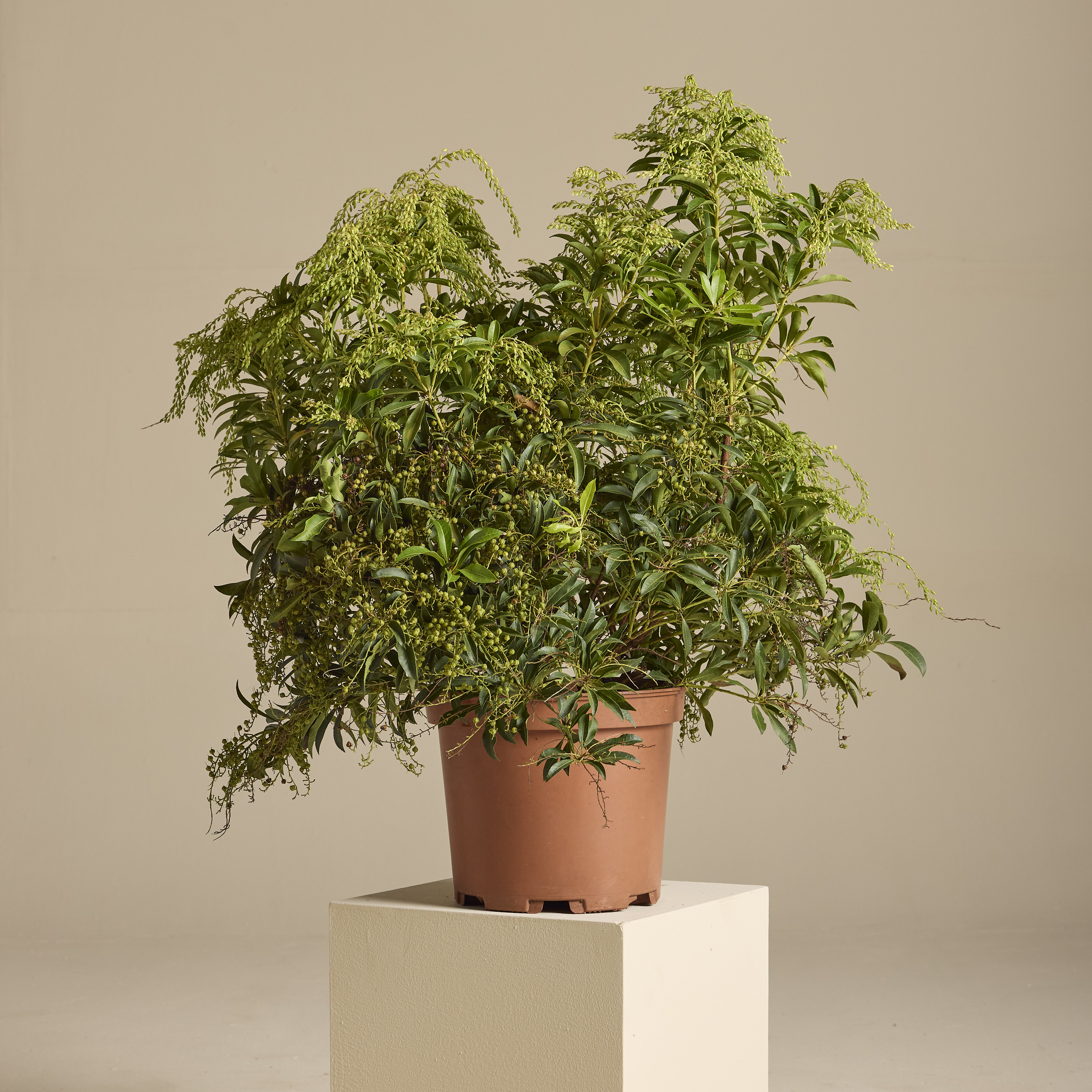 Pieris 'Forest Flame' | The Palm Centre