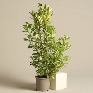 PLNH Prunus laurocerasus 'Novita' - natural form