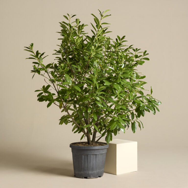 PLNH Prunus laurocerasus 'Novita' - natural form