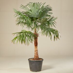 TFS Trachycarpus fortunei - stripped trunk