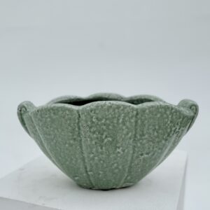 Indoor pot Shell - Salvia