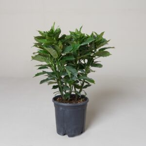 Aucuba japonica 'Rozannie'