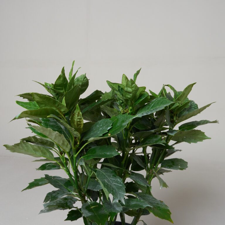 Aucuba japonica ‘Rozannie’