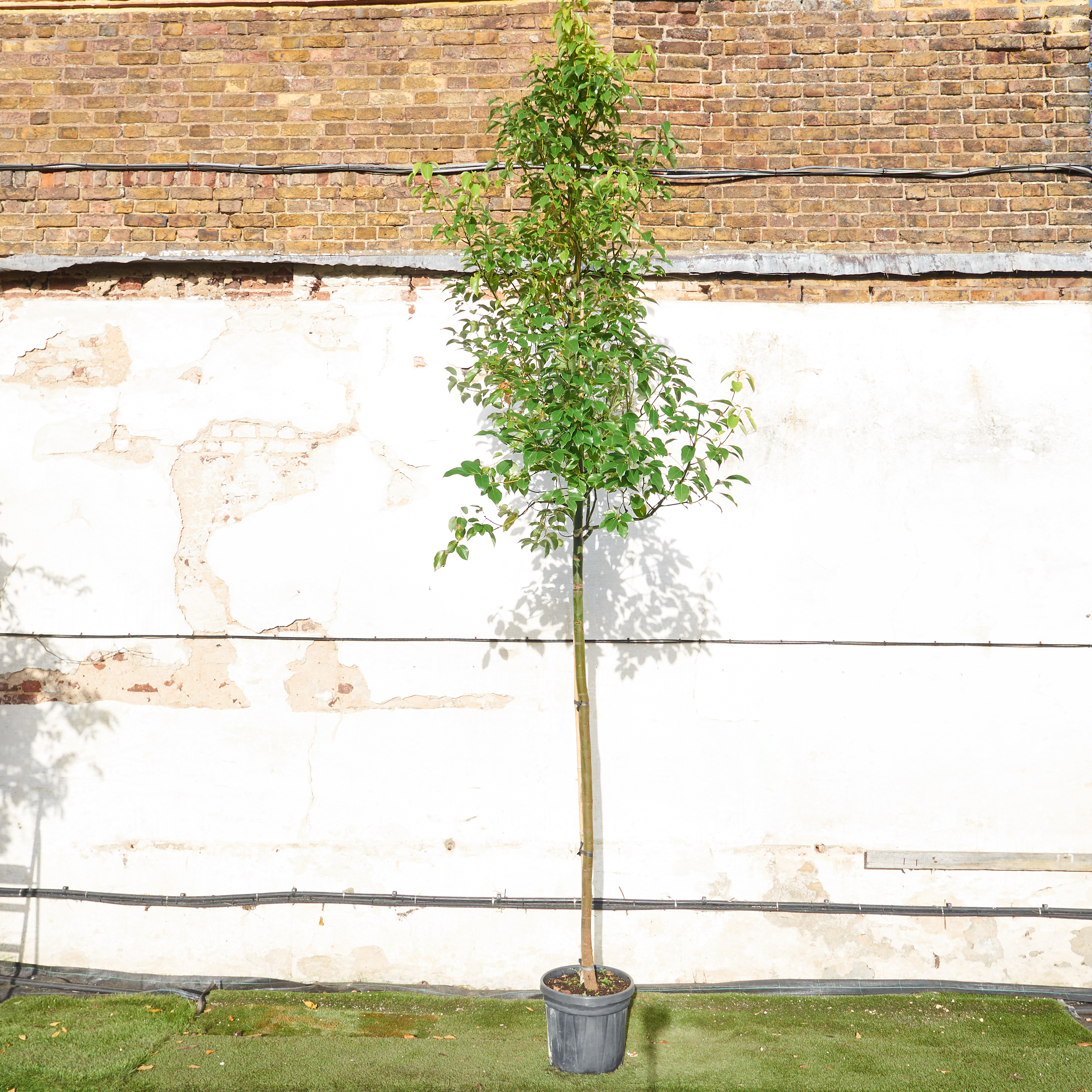Cinnamomum camphora Camphor Tree