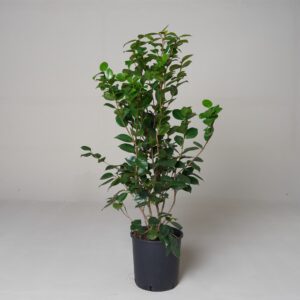 Camellia japonica 'Grand Sultan'