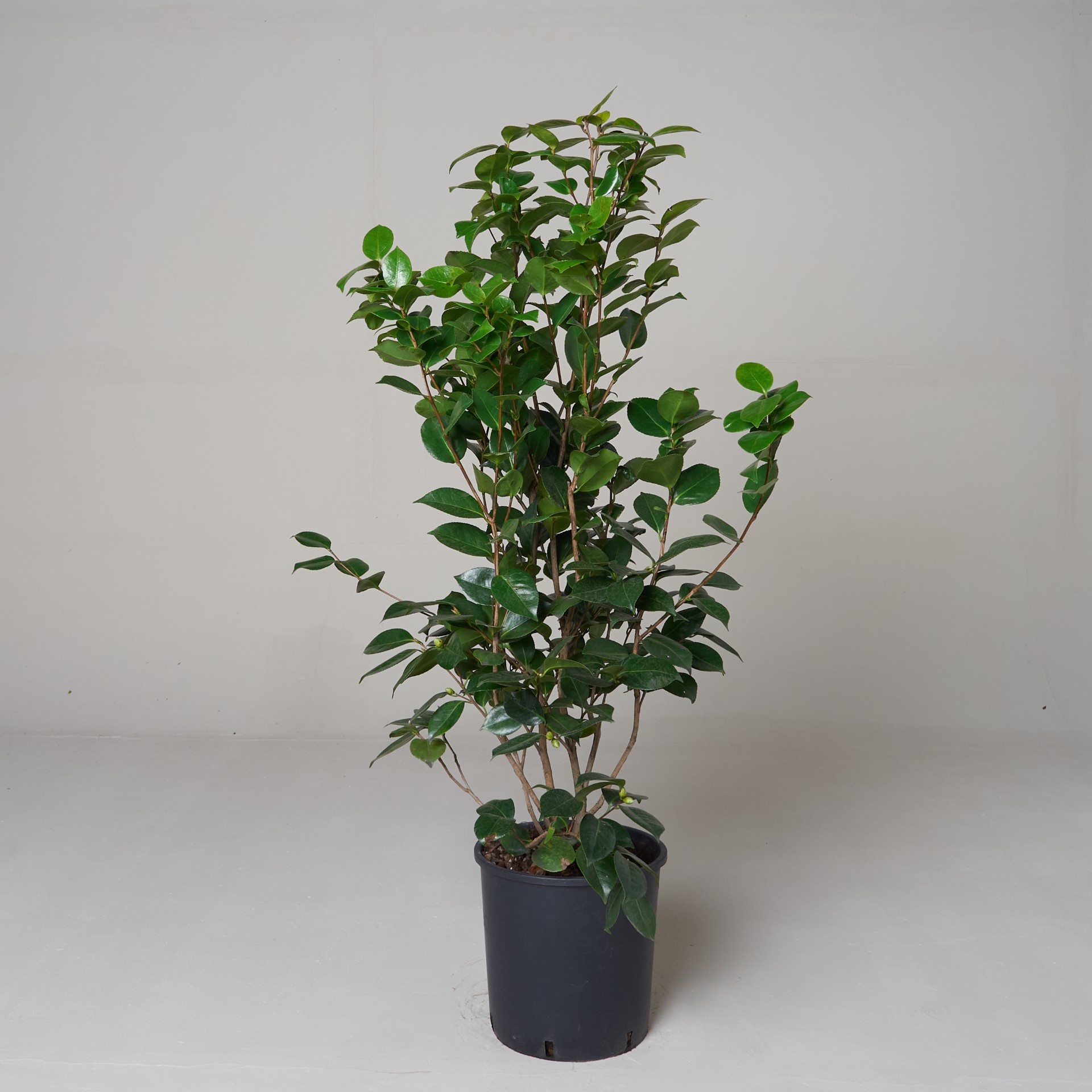 Camellia japonica 'Grand Sultan'