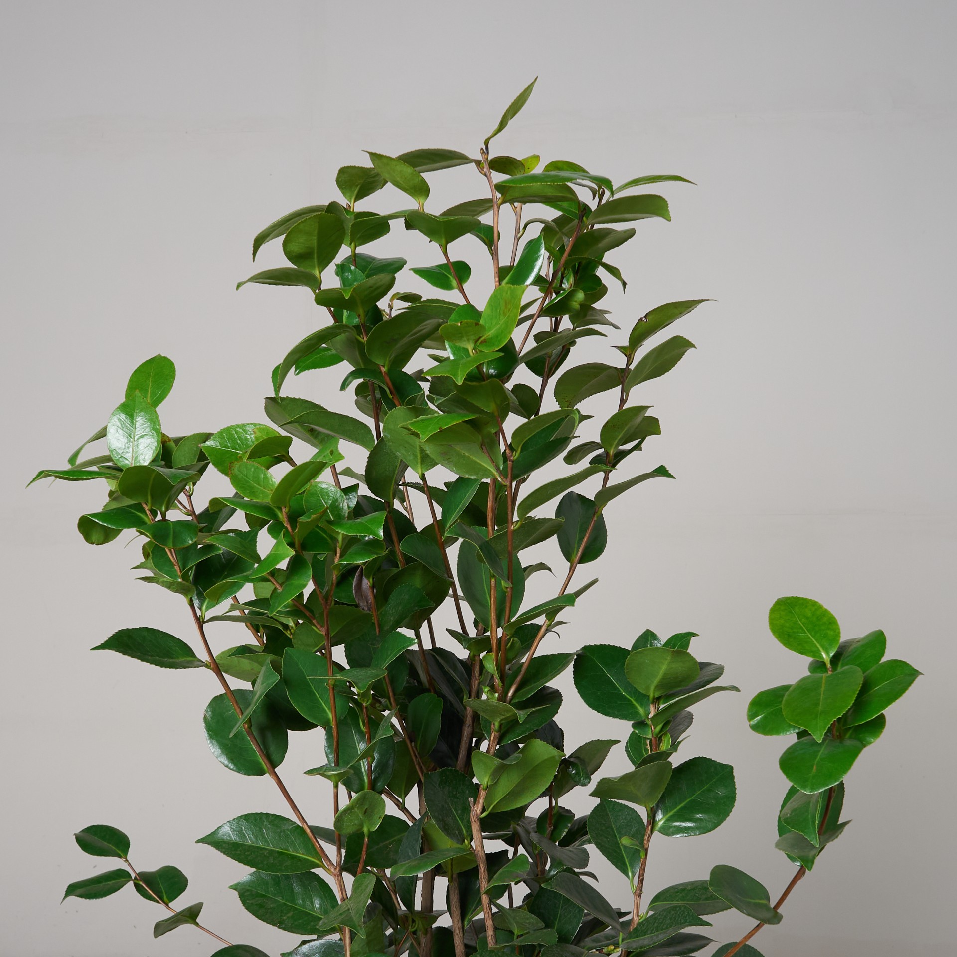 Camellia japonica 'Grand Sultan' - Image 2