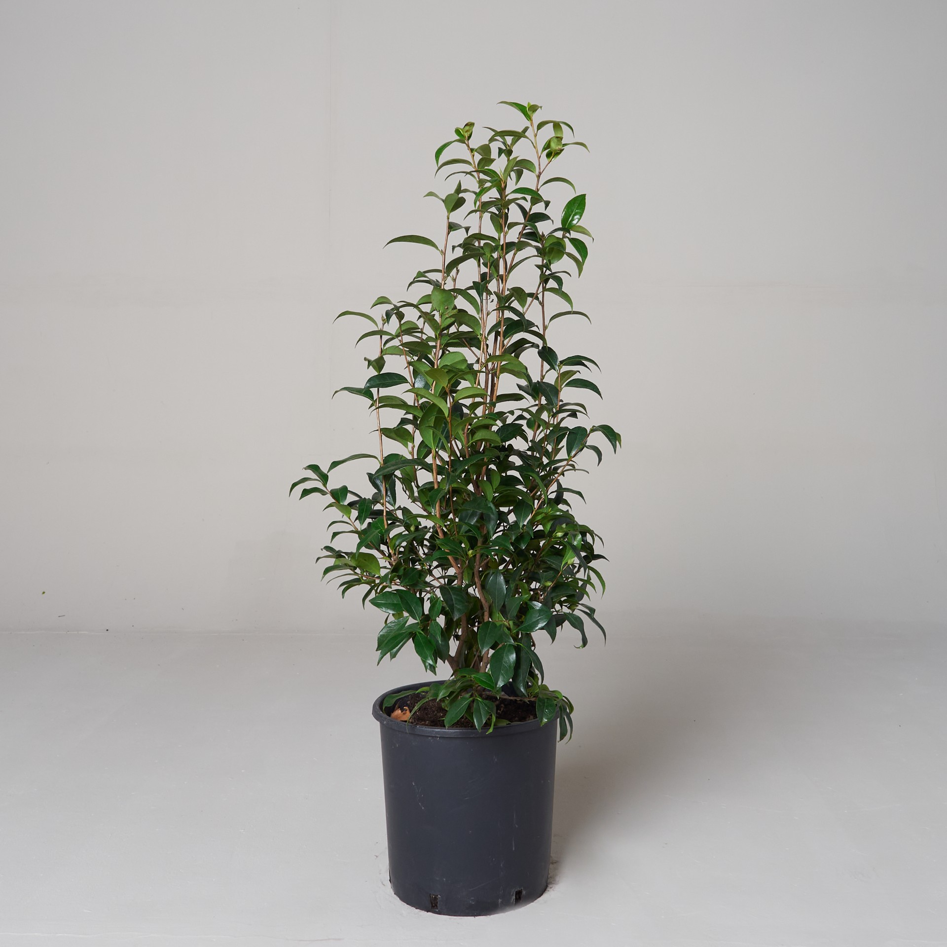 30cm plant pot 30cm Copper Plant Pot/Planter  Copper and Green