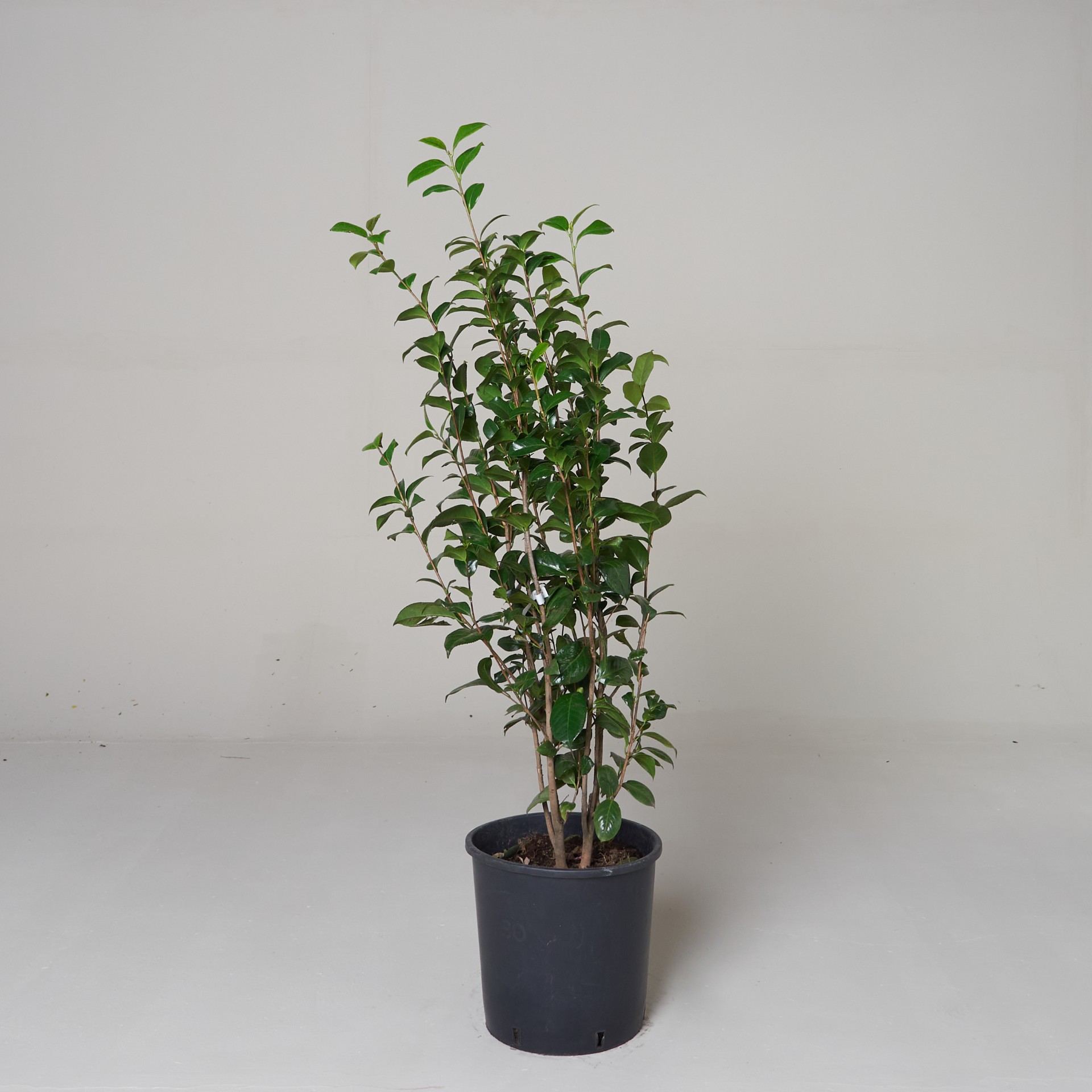Camellia japonica Snowball Japanese Camellia