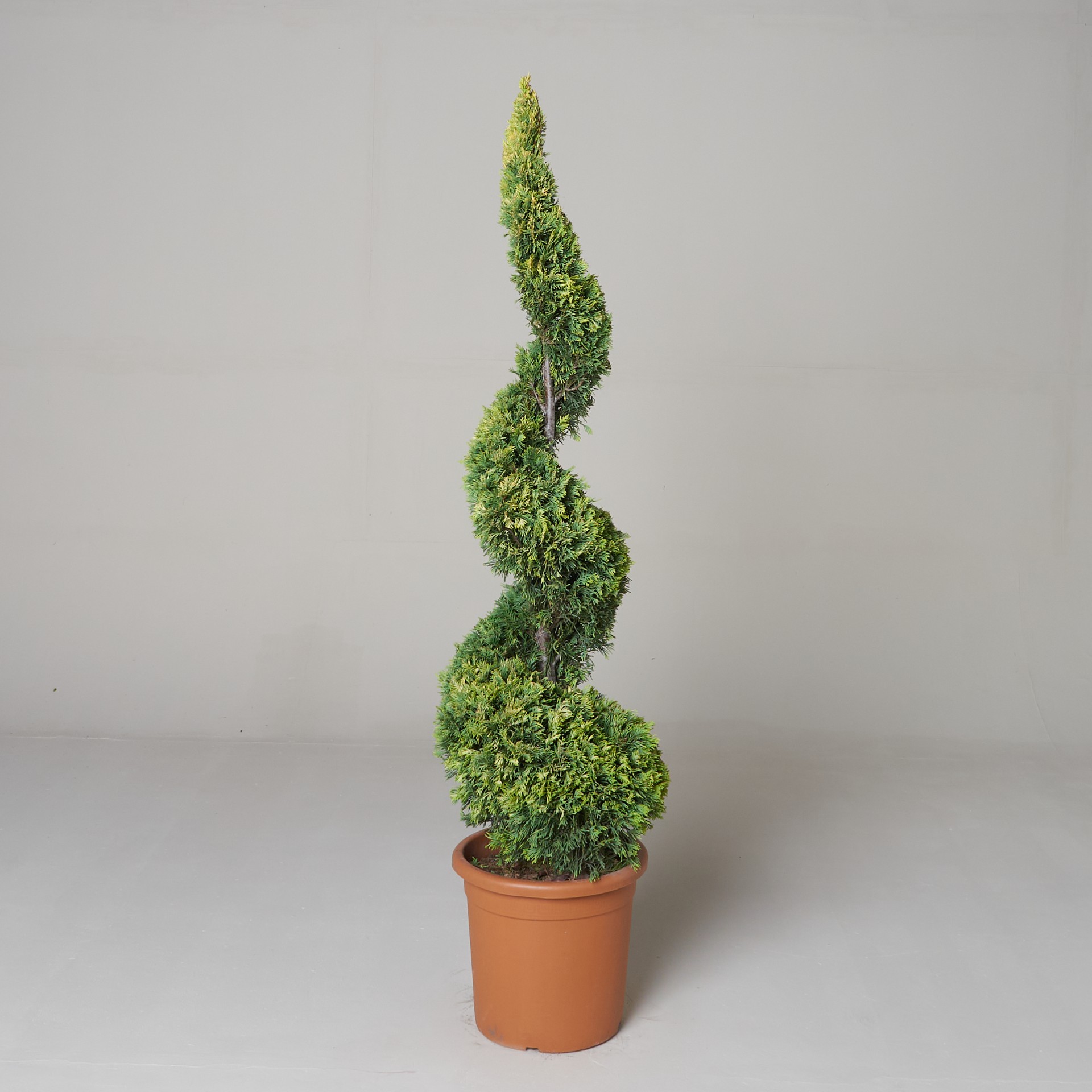 Cupressocyparis leylandi 'Gold Rider'