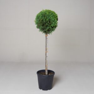Cupressocyparis leylandii 'Castlewellan Gold' - Half Standard