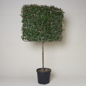 Elaeagnus x ebbingei - Espalier
