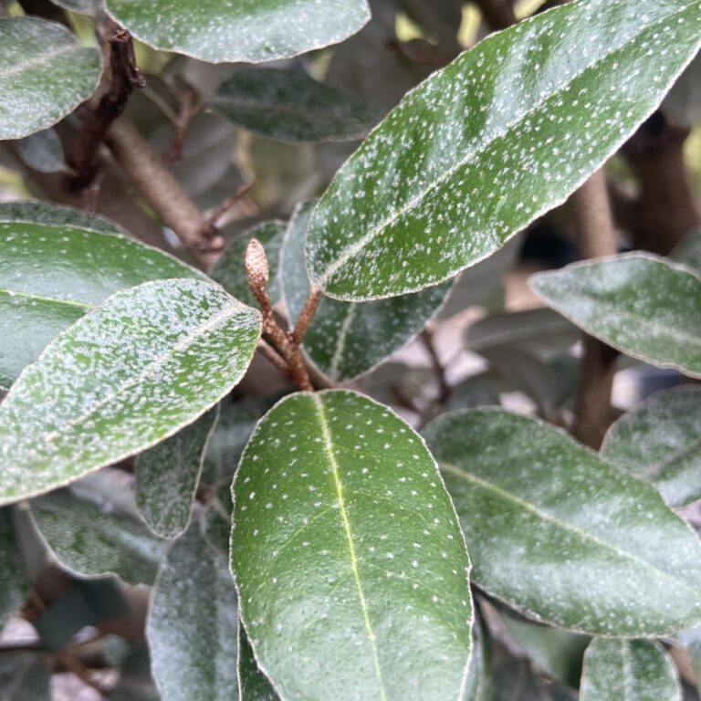 Elaeagnus x ebbingei – Espalier