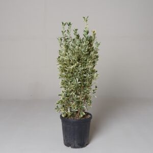 Euonymus japonicus 'Bravo'