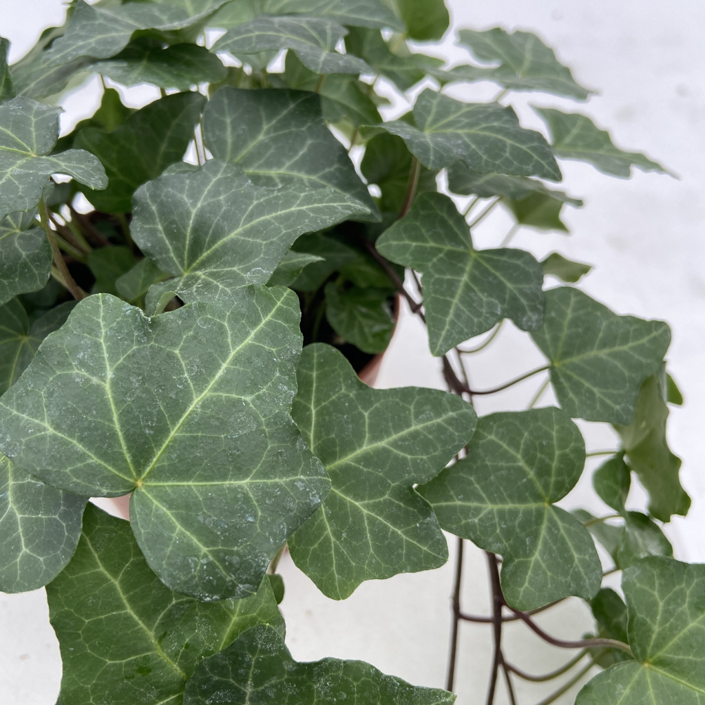 Hedera helix 'Wonder' | The Palm Centre
