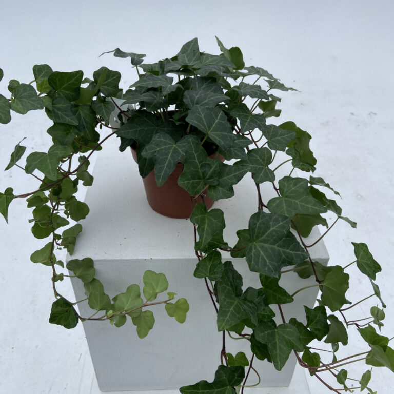 Hedera helix 'Wonder' | The Palm Centre
