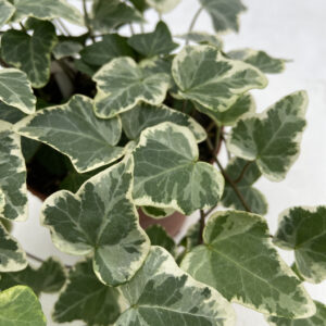 Hedera helix 'White Wonder'