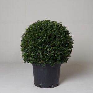 Ilex crenata 'Glory Gem'