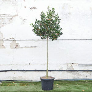 Ilex mutchagara 'Nellie R Stevens'