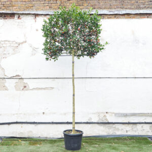 Ilex mutchagara 'Nellie R Stevens' - Full Standard Espalier