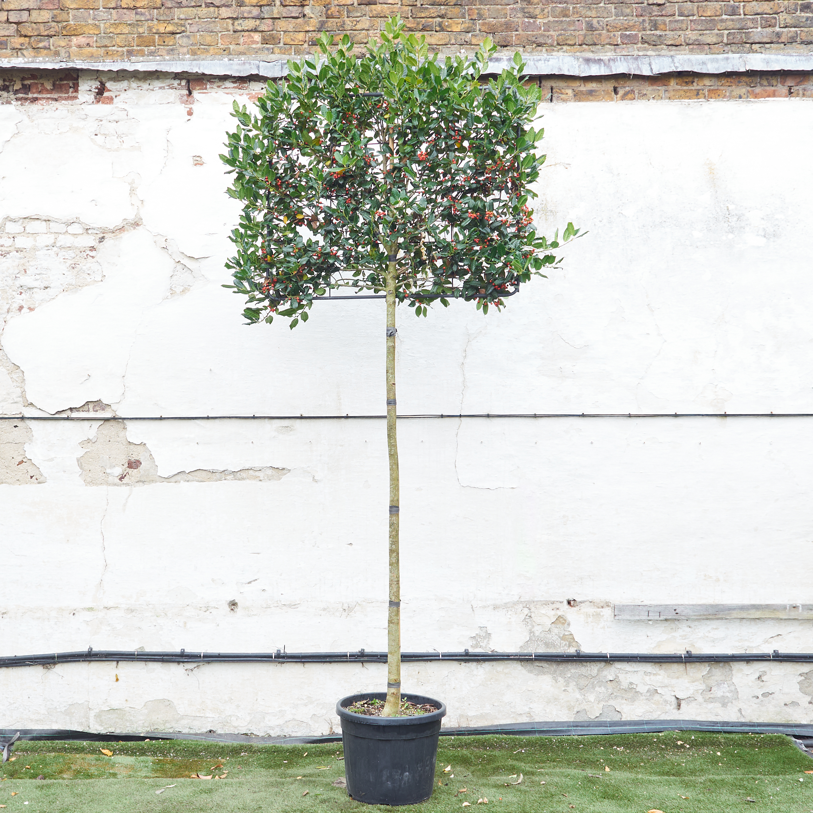Ilex mutchagara 'Nellie R Stevens' - Full Standard Espalier