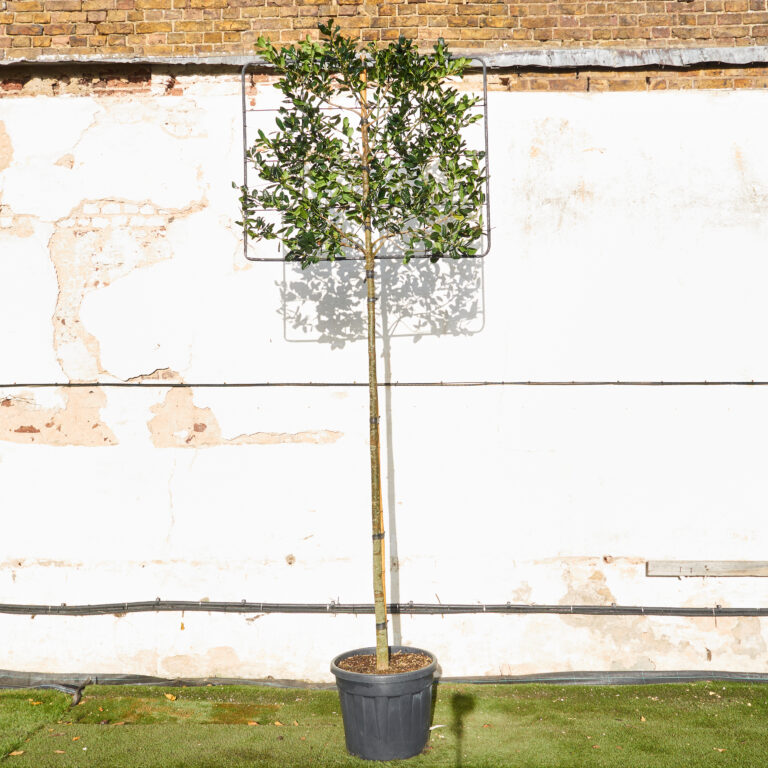Ilex mutchagara ‘Nellie R Stevens’ – Full Standard Espalier