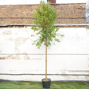 Ligustrum japonicum