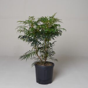 Mahonia confusa